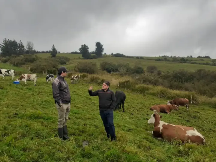 Cómo leer un catálogo de genética bovina