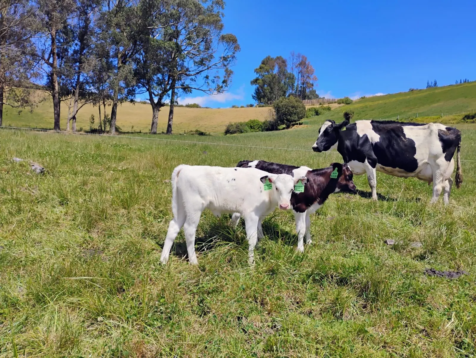 Vaca y terneros en un potrero